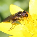 Cheilosia pagana, female,Alan Prowse